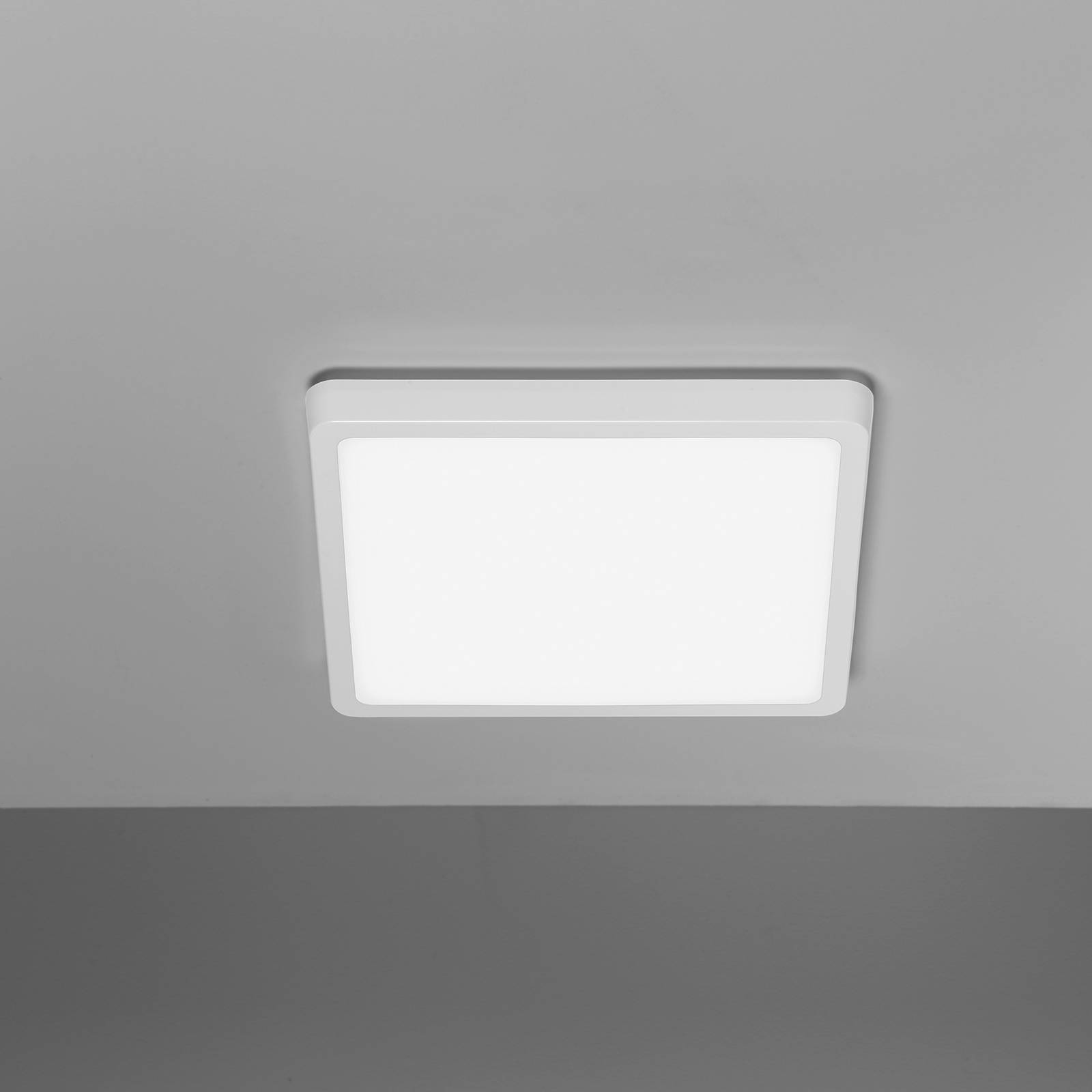 PLI image 2